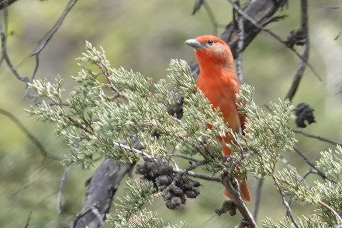 Hepatic Tanager - ML453348661