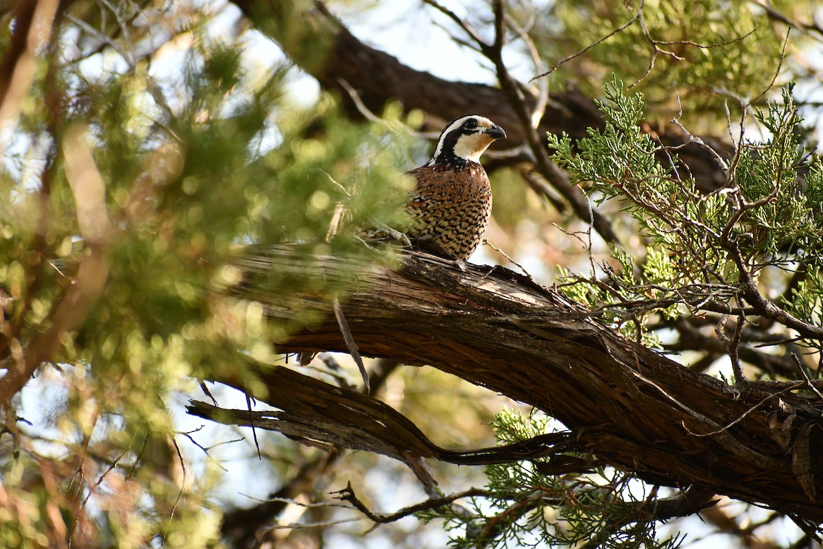 Northern Bobwhite - Laura Dow