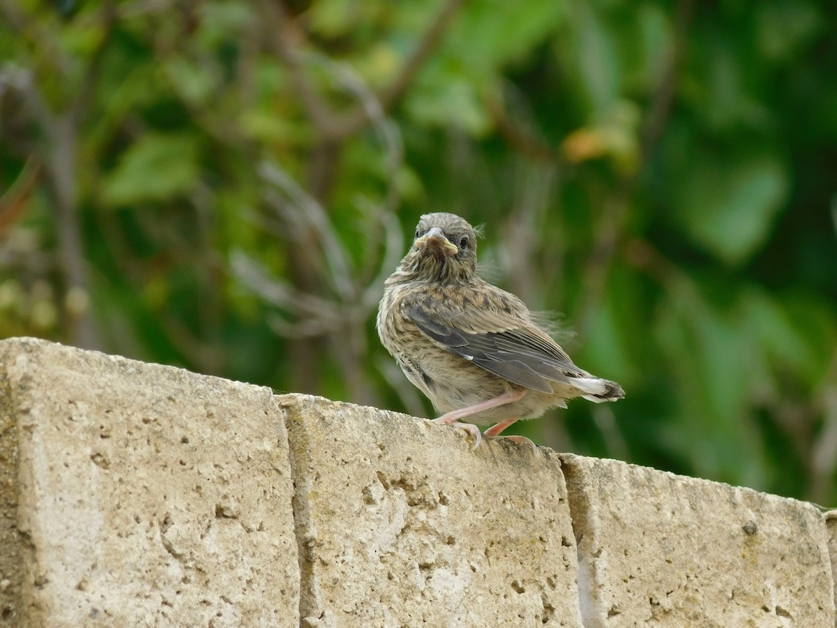 Dark-eyed Junco (Oregon) - ML453349811