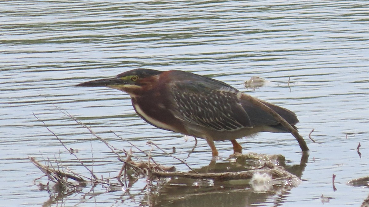 Green Heron - ML453350221