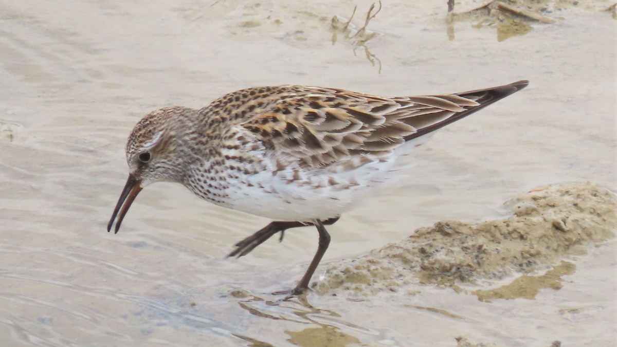 White-rumped Sandpiper - ML453350561