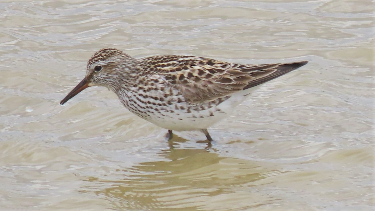 White-rumped Sandpiper - ML453350641