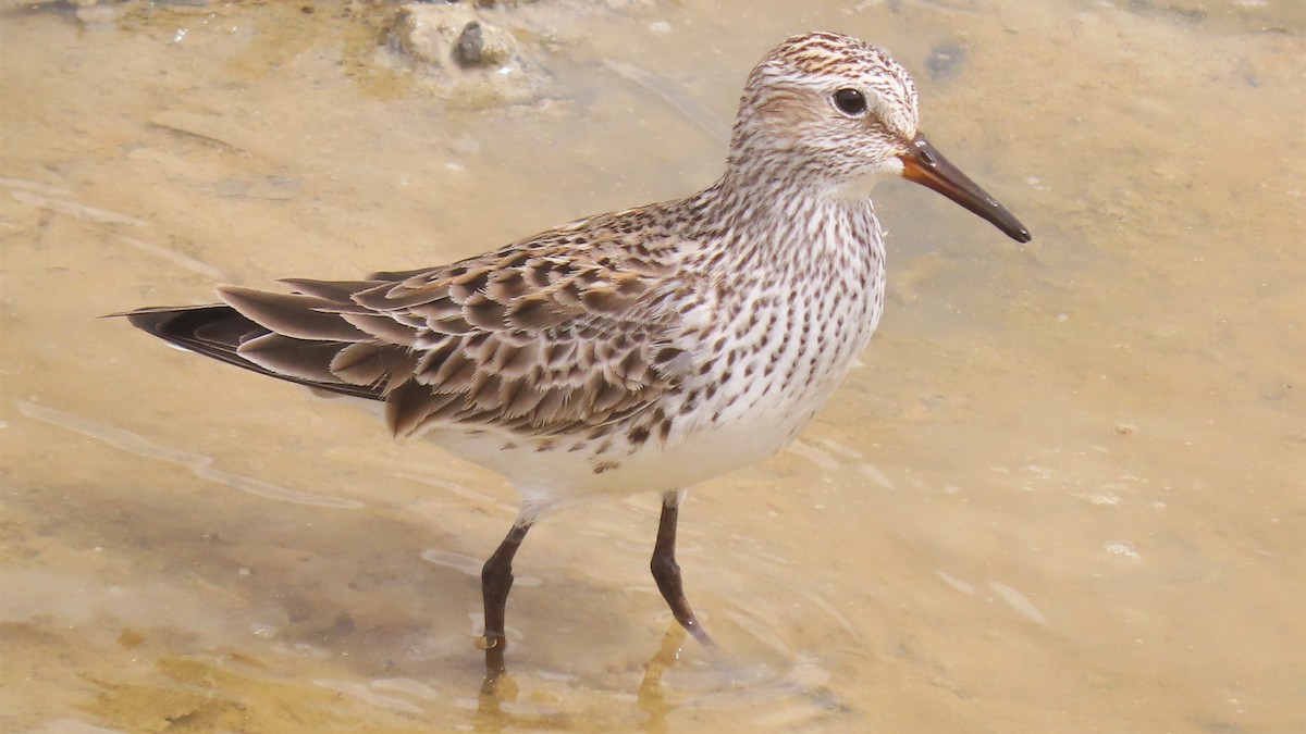 Weißbürzel-Strandläufer - ML453350691