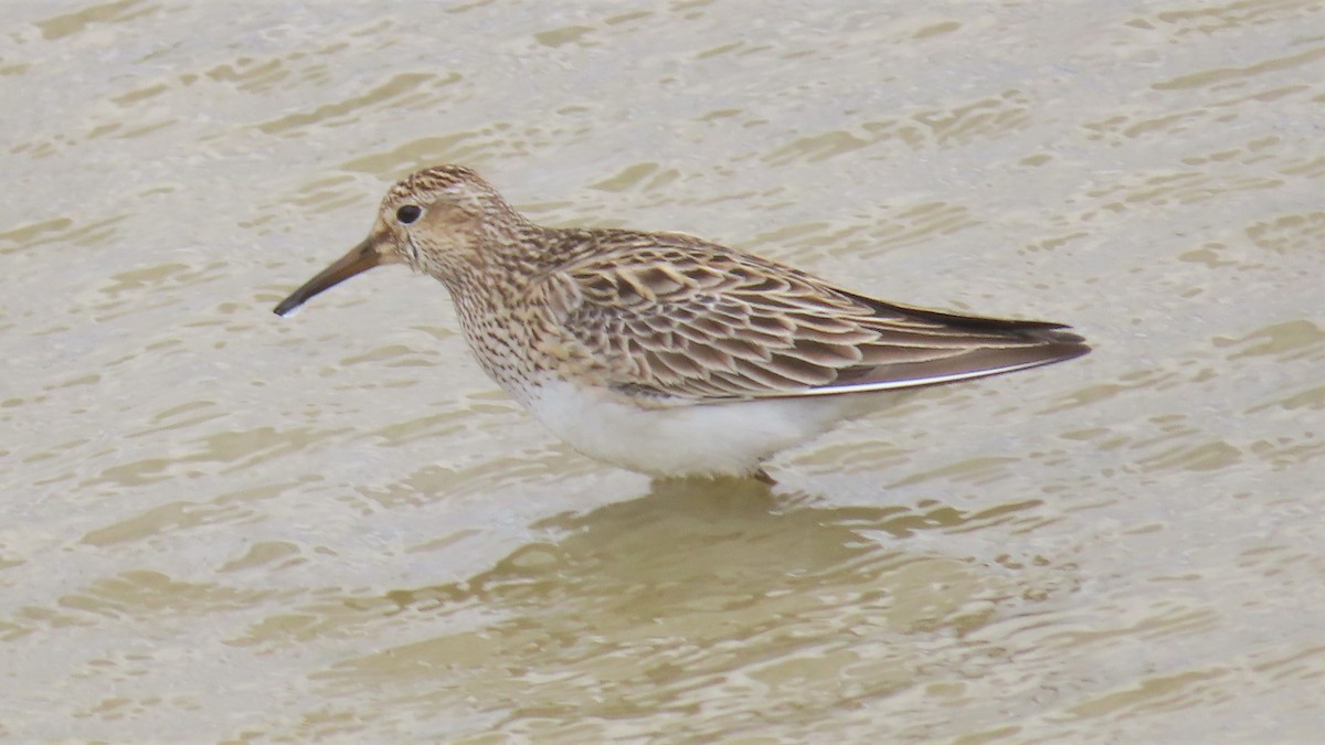 Graubrust-Strandläufer - ML453350771