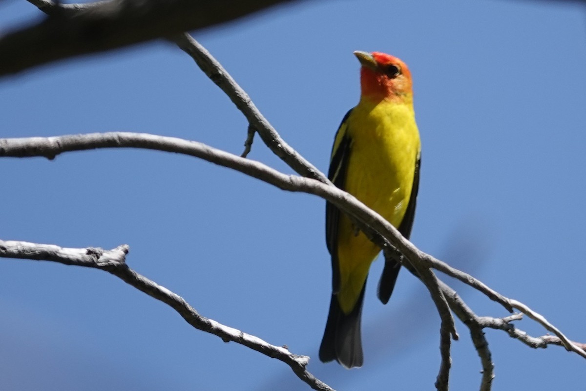 Western Tanager - ML453351591