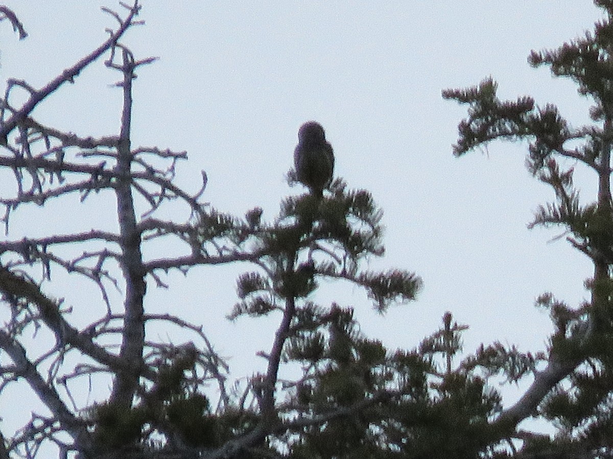 Northern Pygmy-Owl - ML453352031