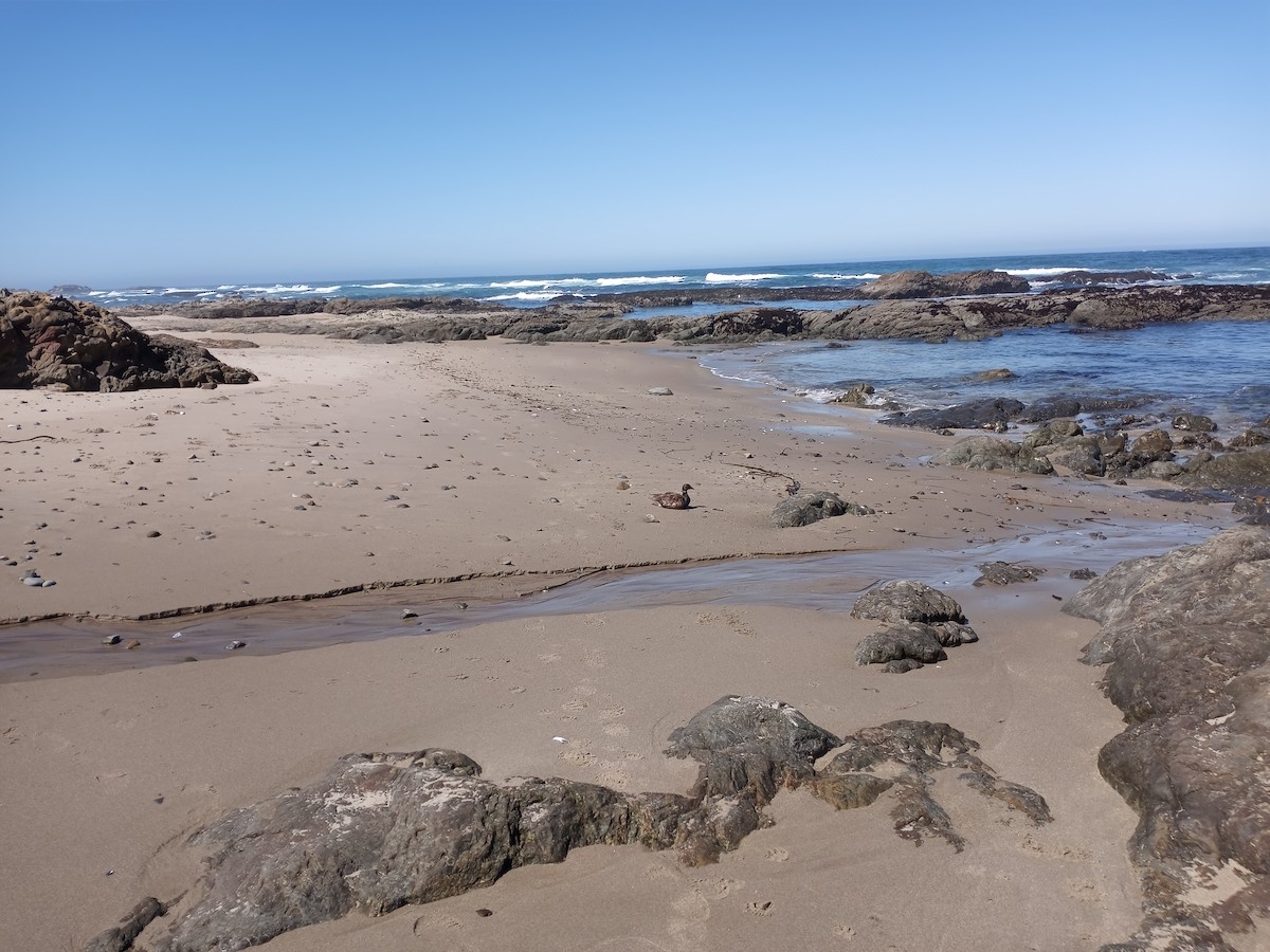 Хар толгойт галуу - ML453352281