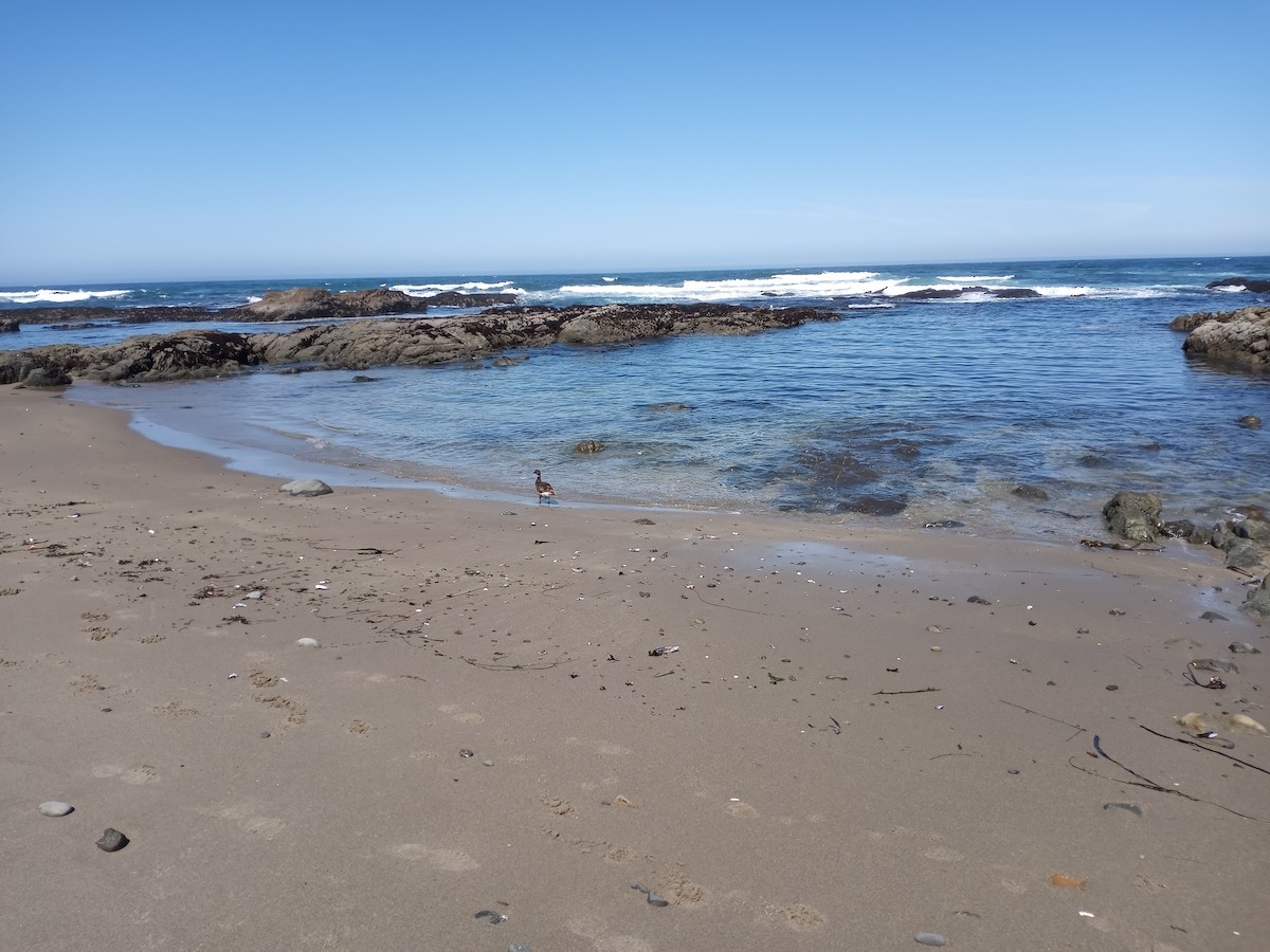 Хар толгойт галуу - ML453352371