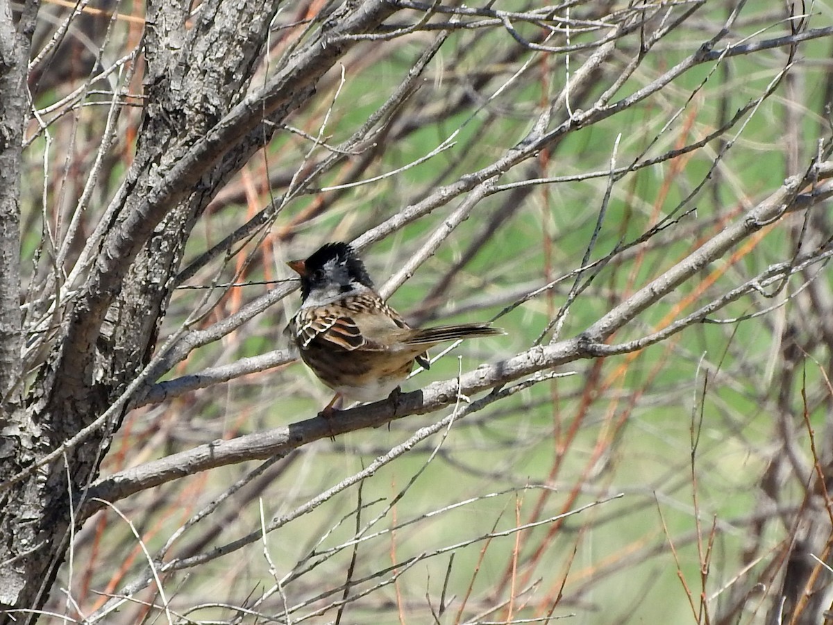 Harris's Sparrow - Diane Thomas