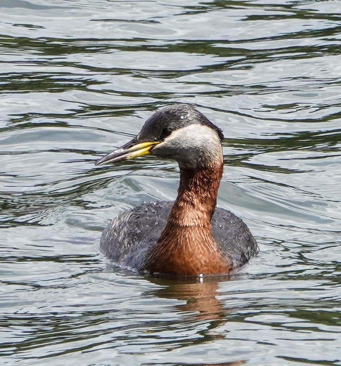 Red-necked Grebe - ML453353291