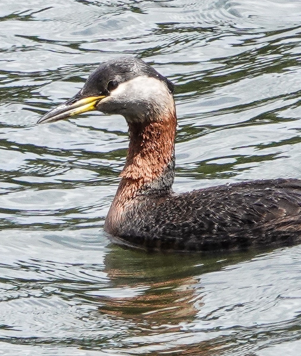 Red-necked Grebe - ML453353301