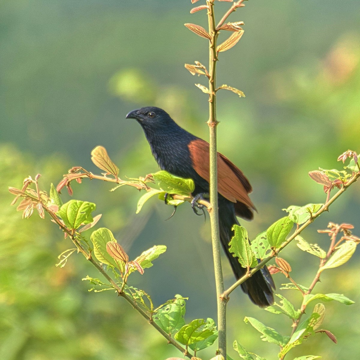 Coucal rufin - ML453355541