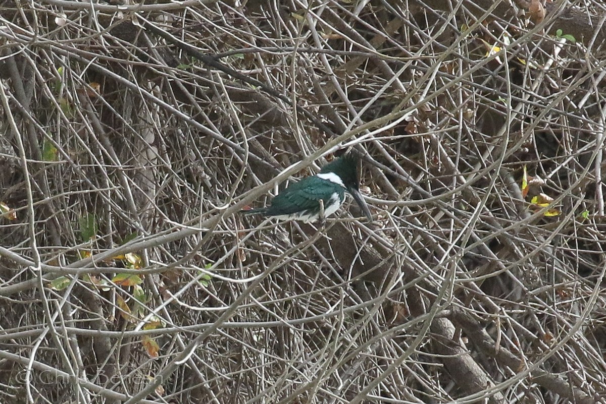 Amazon Kingfisher - ML45335561