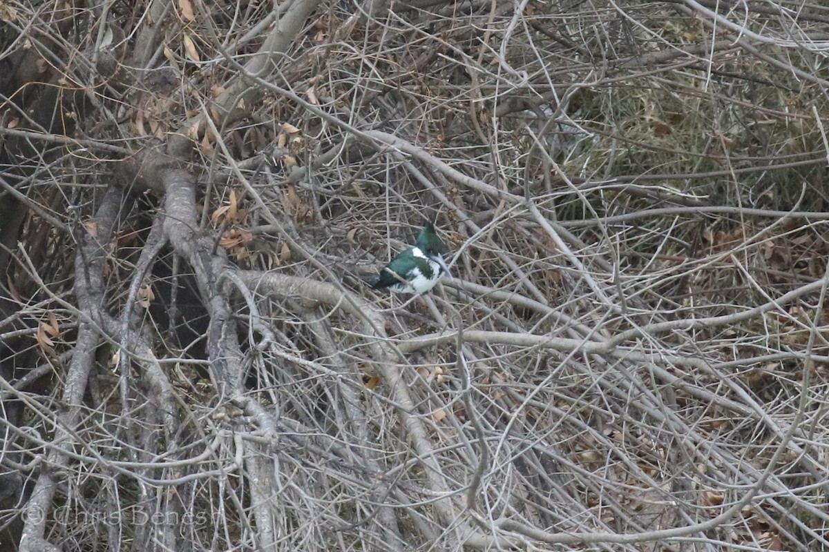 Amazon Kingfisher - ML45335571