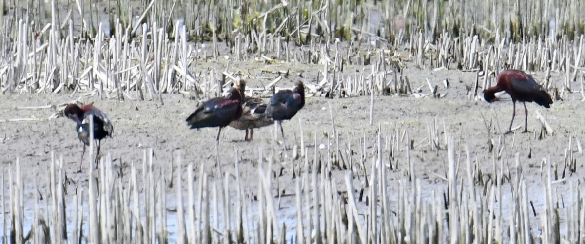 White-faced Ibis - ML453356331