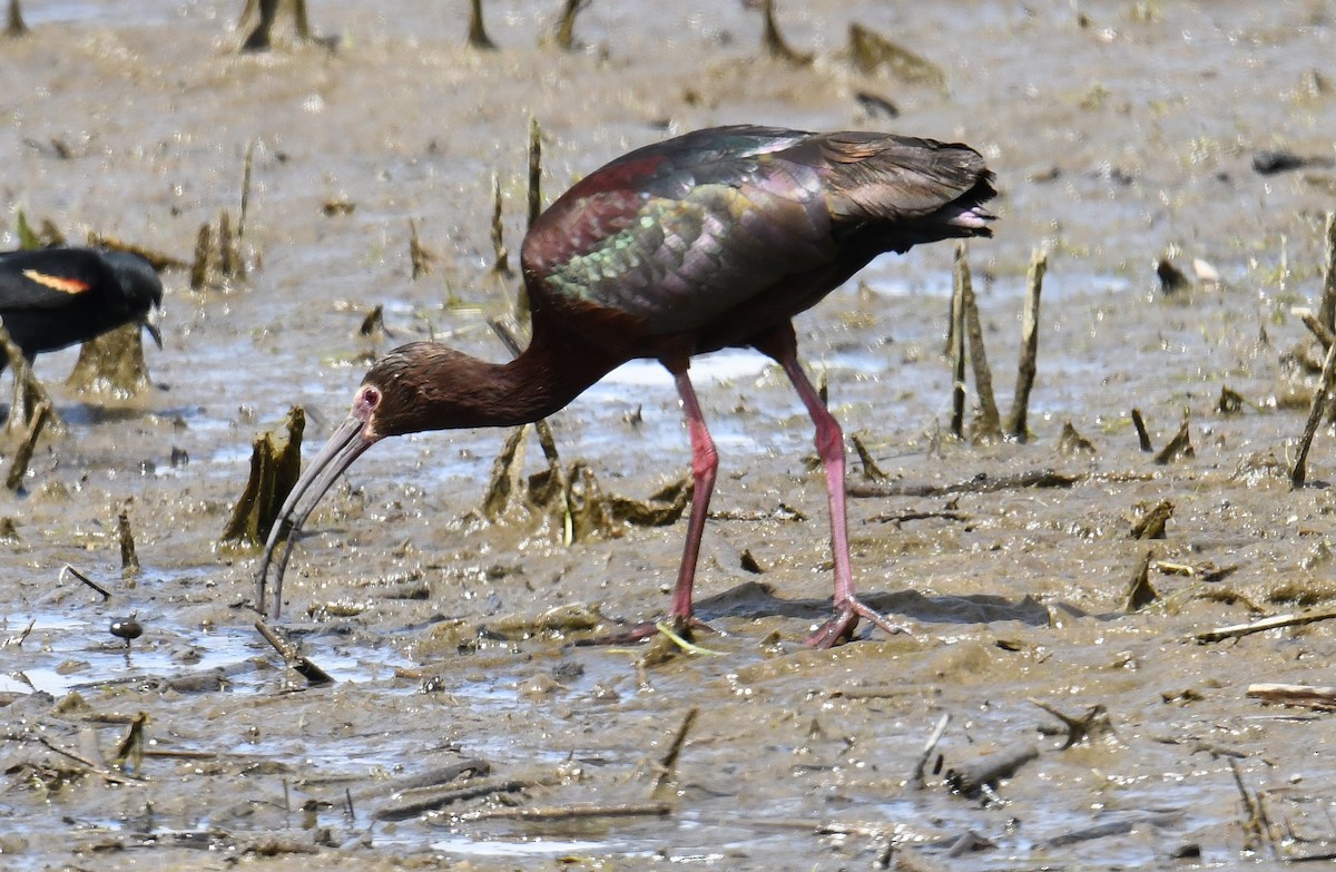 White-faced Ibis - ML453356601