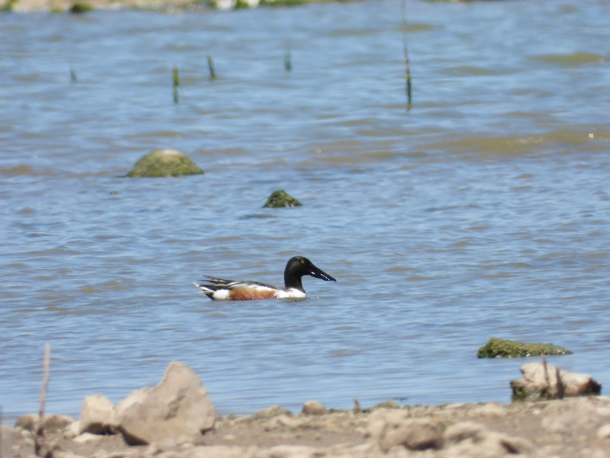 Canard souchet - ML453357701