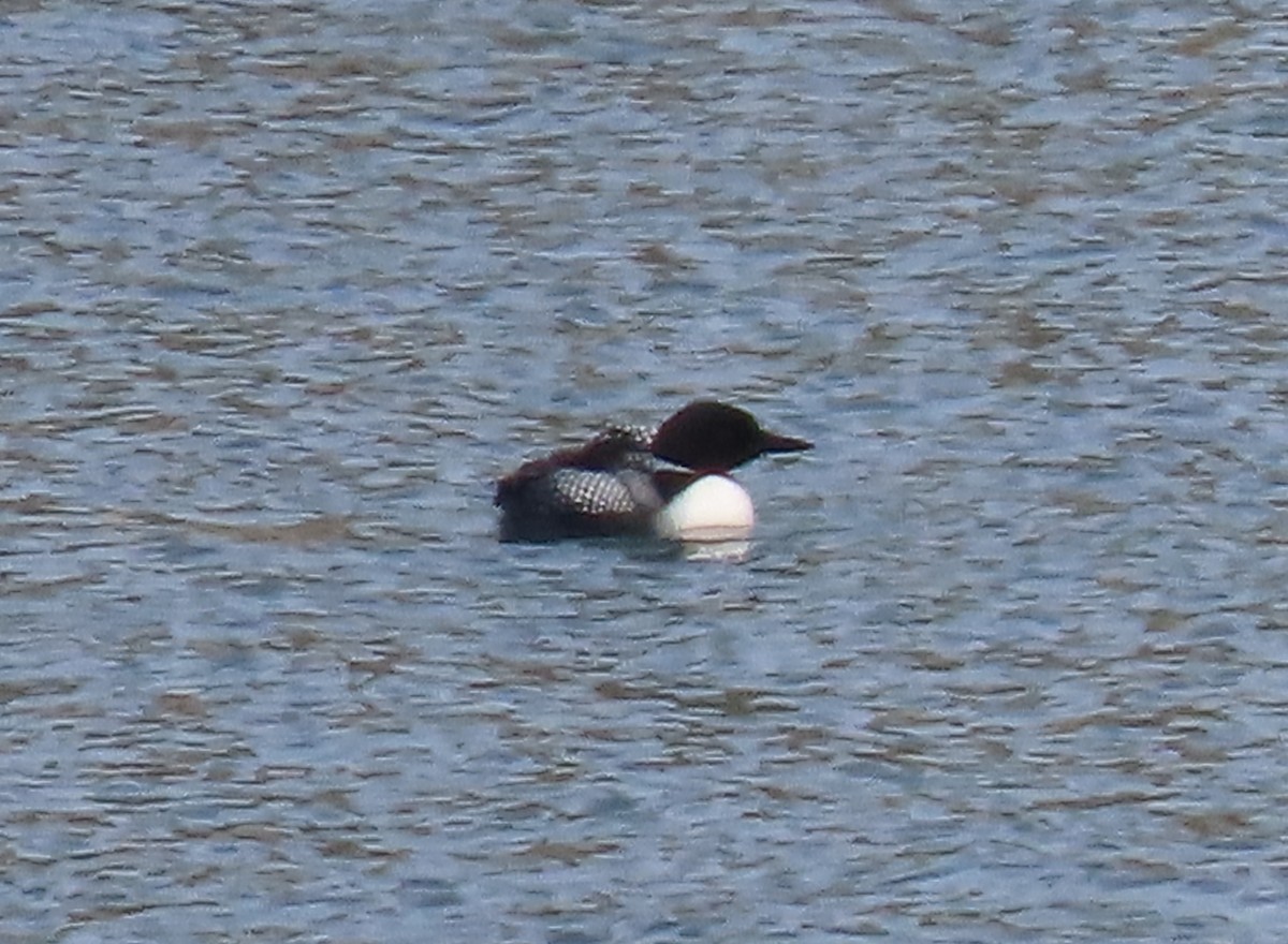 Common Loon - ML453358351