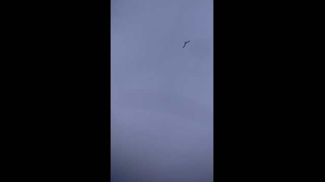 Large-billed Tern - ML453359481