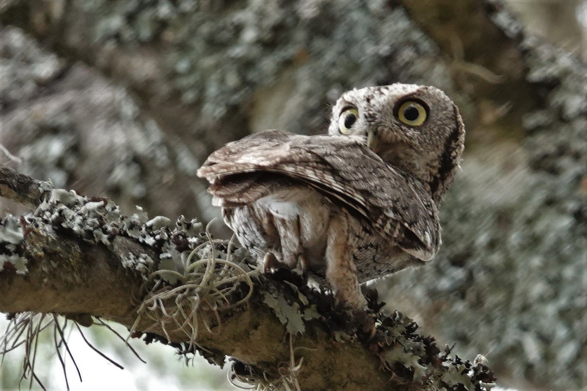 Eastern Screech-Owl - ML453362281