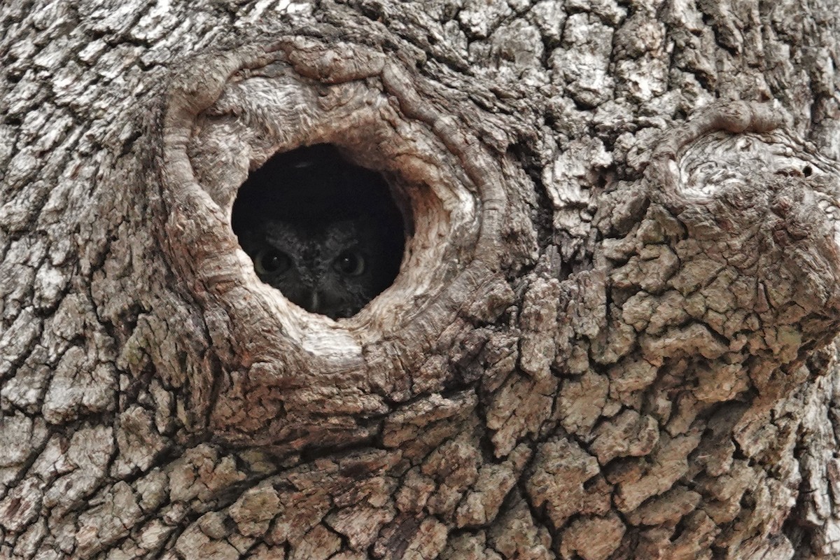 Eastern Screech-Owl - ML453362291