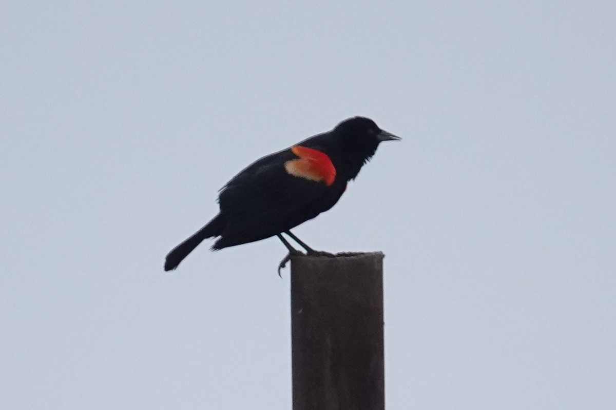 Red-winged Blackbird - ML453362911