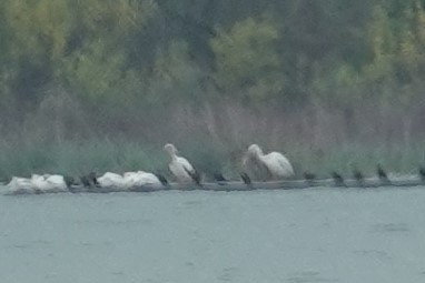 American White Pelican - ML453364921