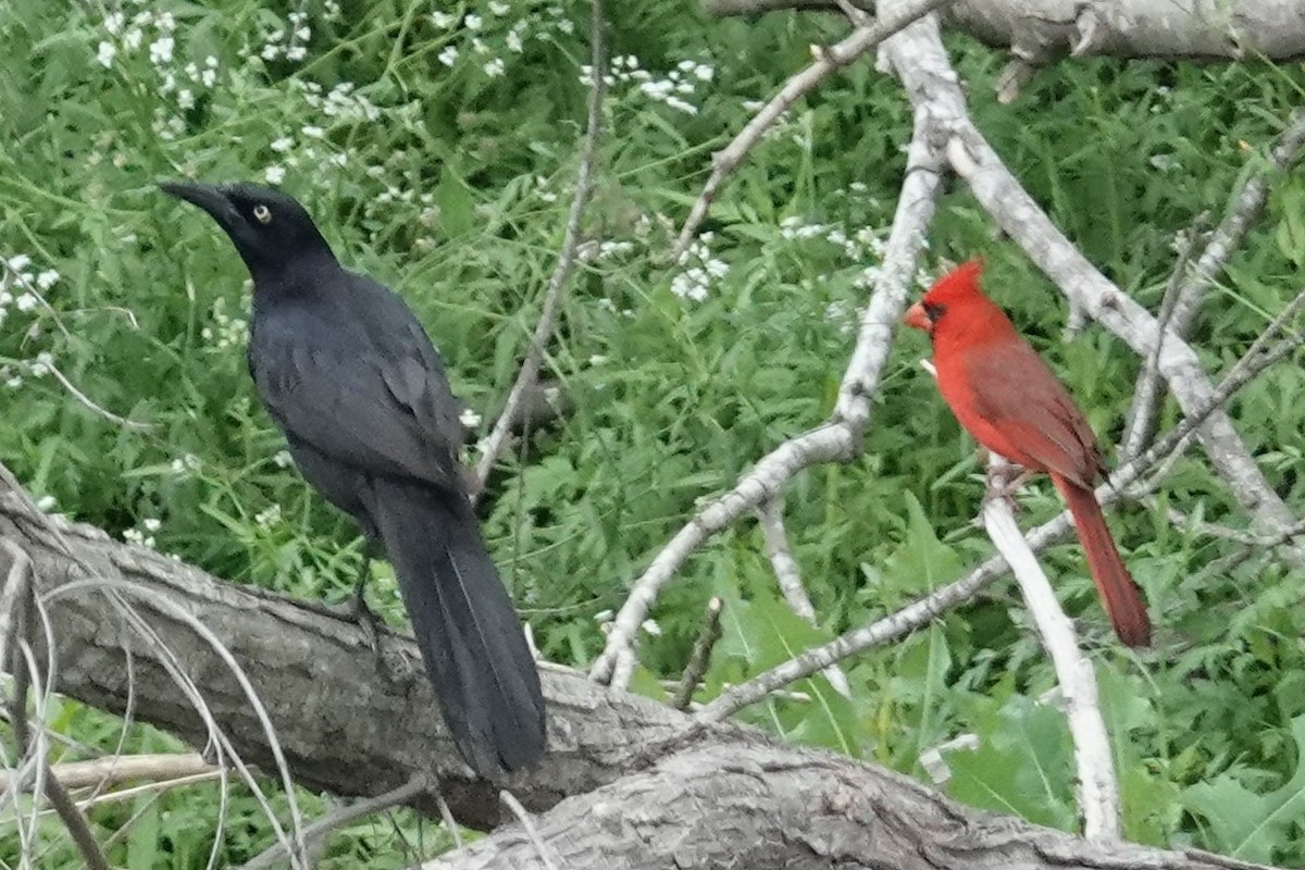 Great-tailed Grackle - ML453365251