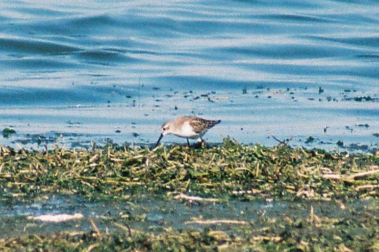 Western Sandpiper - ML453365561