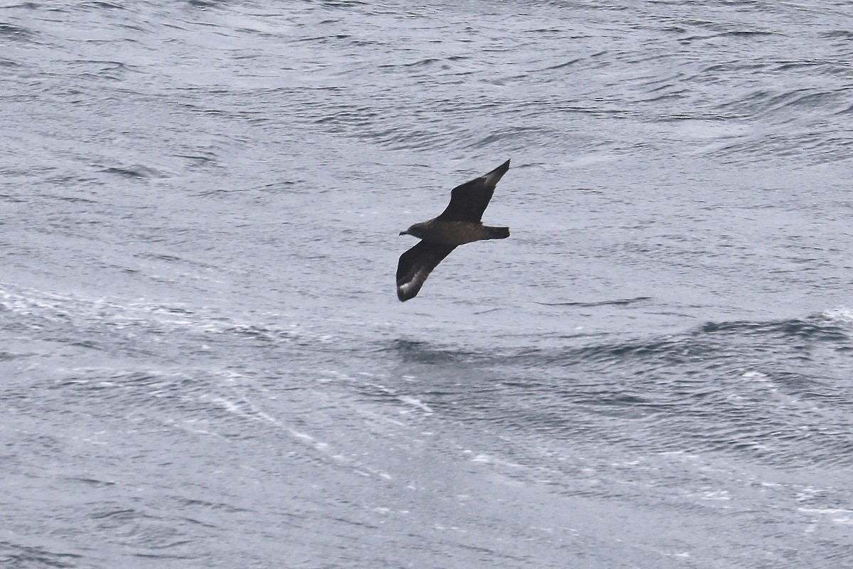 Great Skua - ML453366561