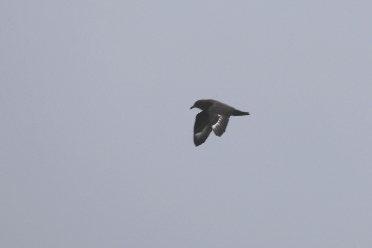 Great Skua - ML453366571