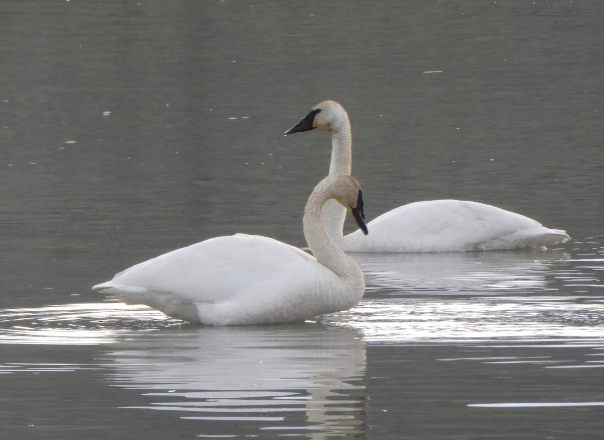 Trumpeter Swan - T A