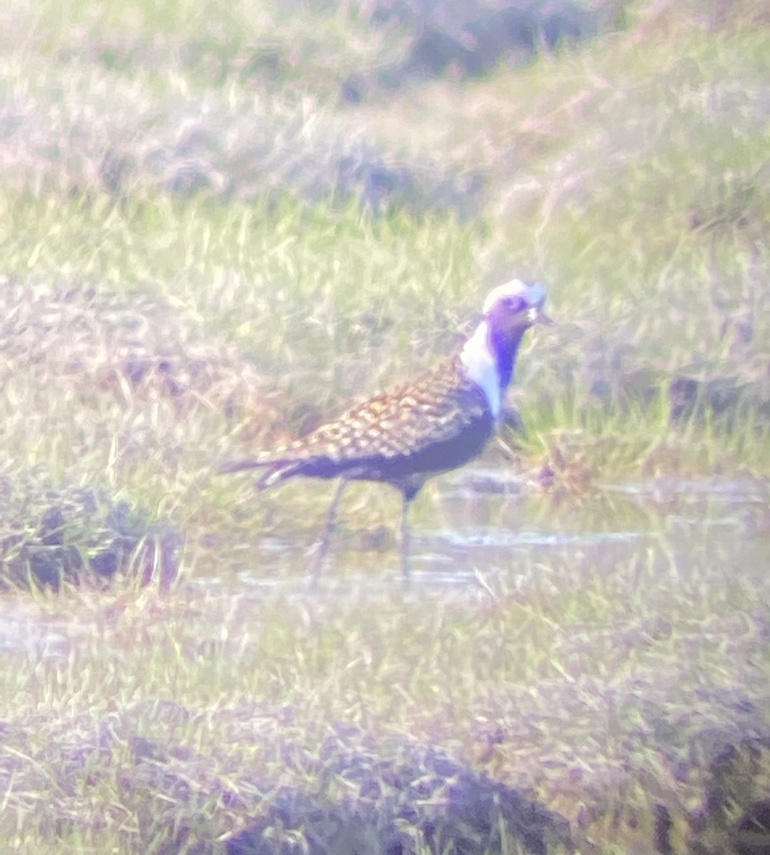 American Golden-Plover - ML453368041