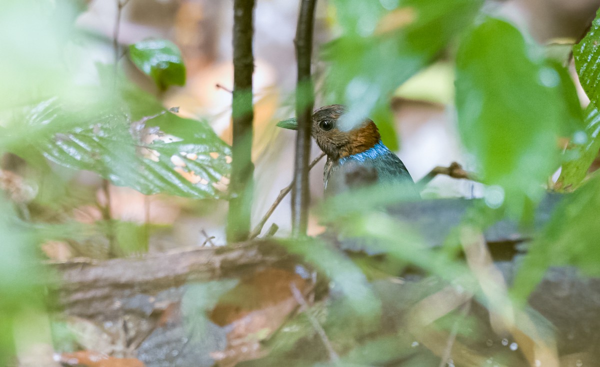 アカハラヤイロチョウ（erythrogaster グループ） - ML453368071