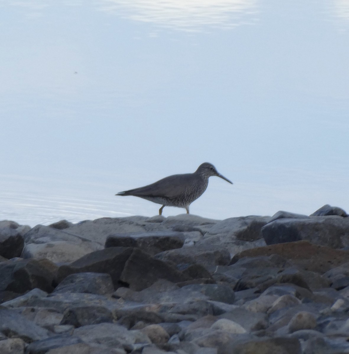 Wandering Tattler - ML453368141