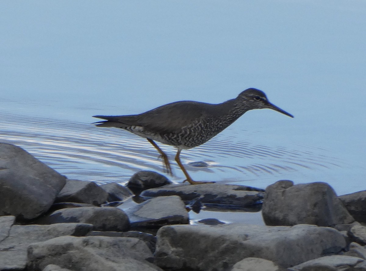 Wanderwasserläufer - ML453368161