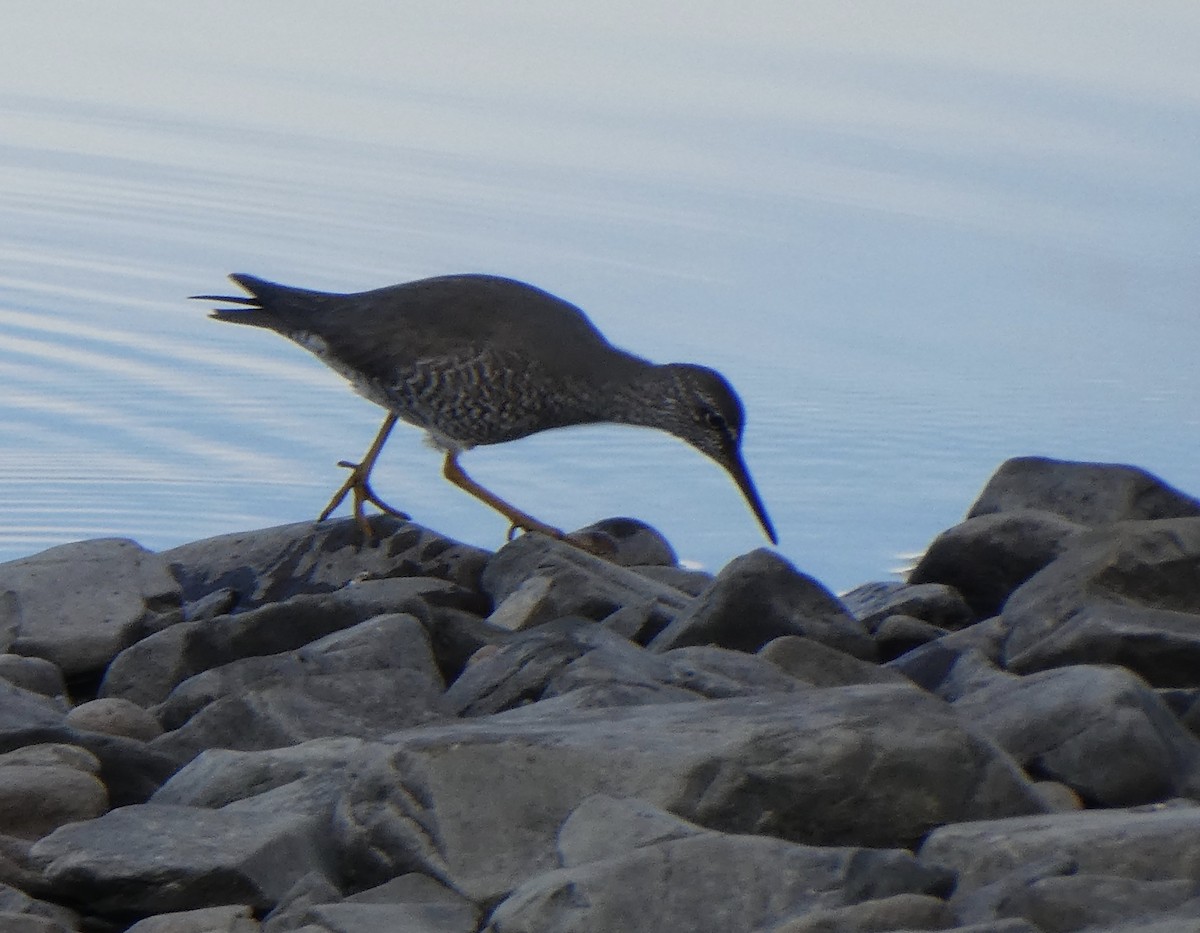 Wandering Tattler - ML453368171