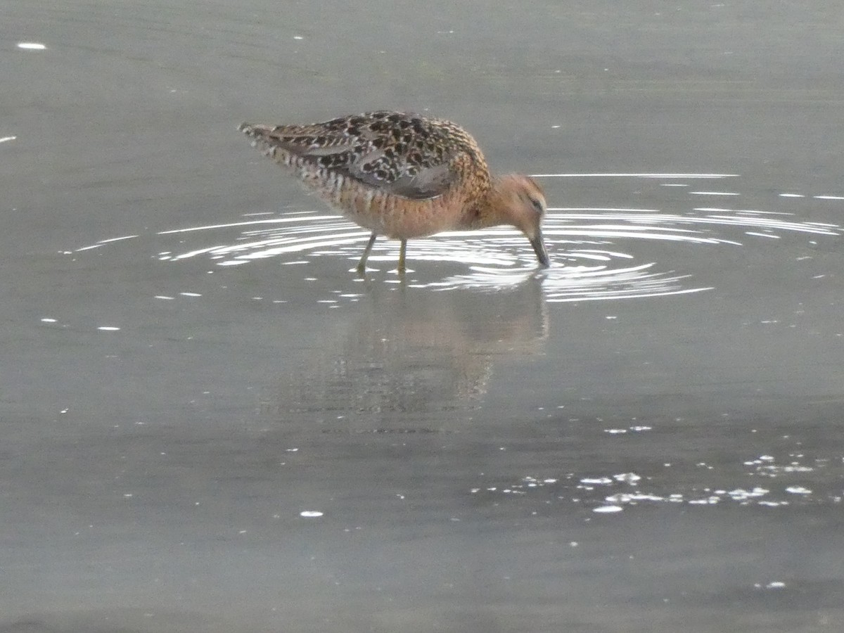 Long-billed Dowitcher - ML453368661
