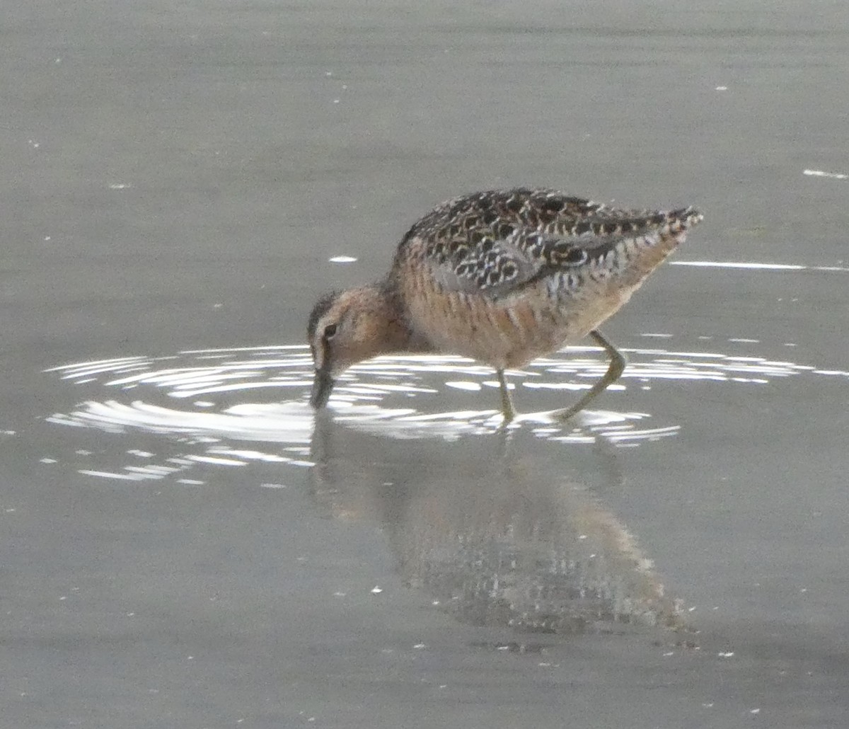 Long-billed Dowitcher - ML453368671