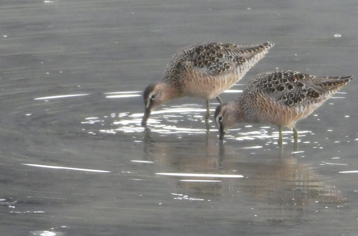 Long-billed Dowitcher - ML453368681