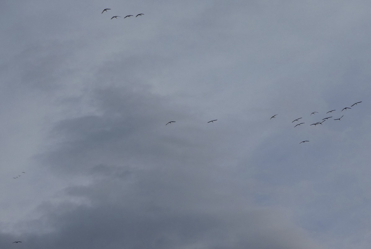 Tundra Swan - ML453368801