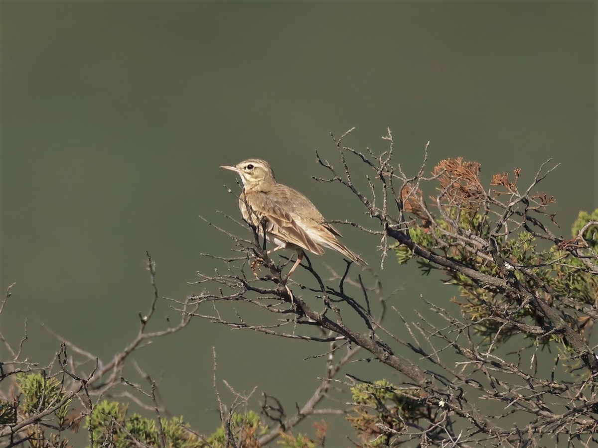 Pipit rousseline - ML453368851