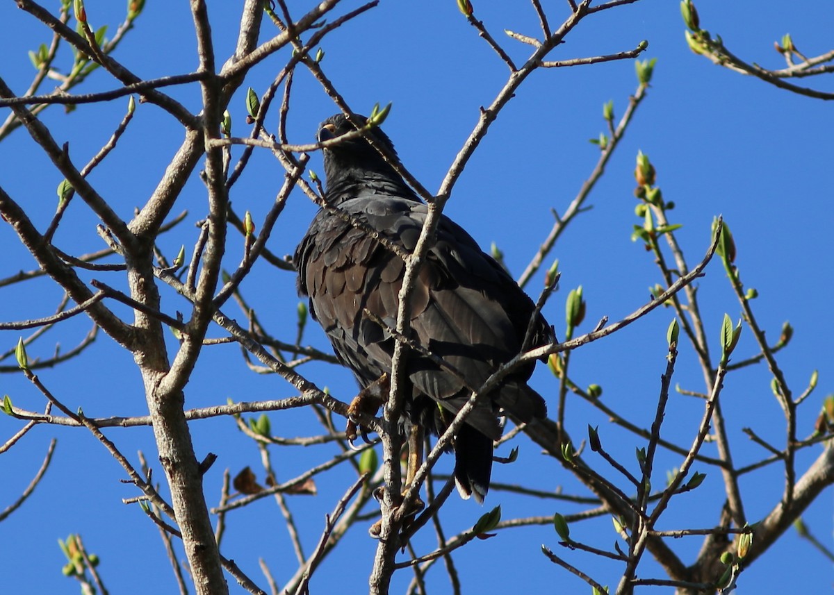 Busardo Urubitinga - ML45336941