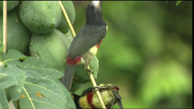 Black-necked Aracari - ML453370