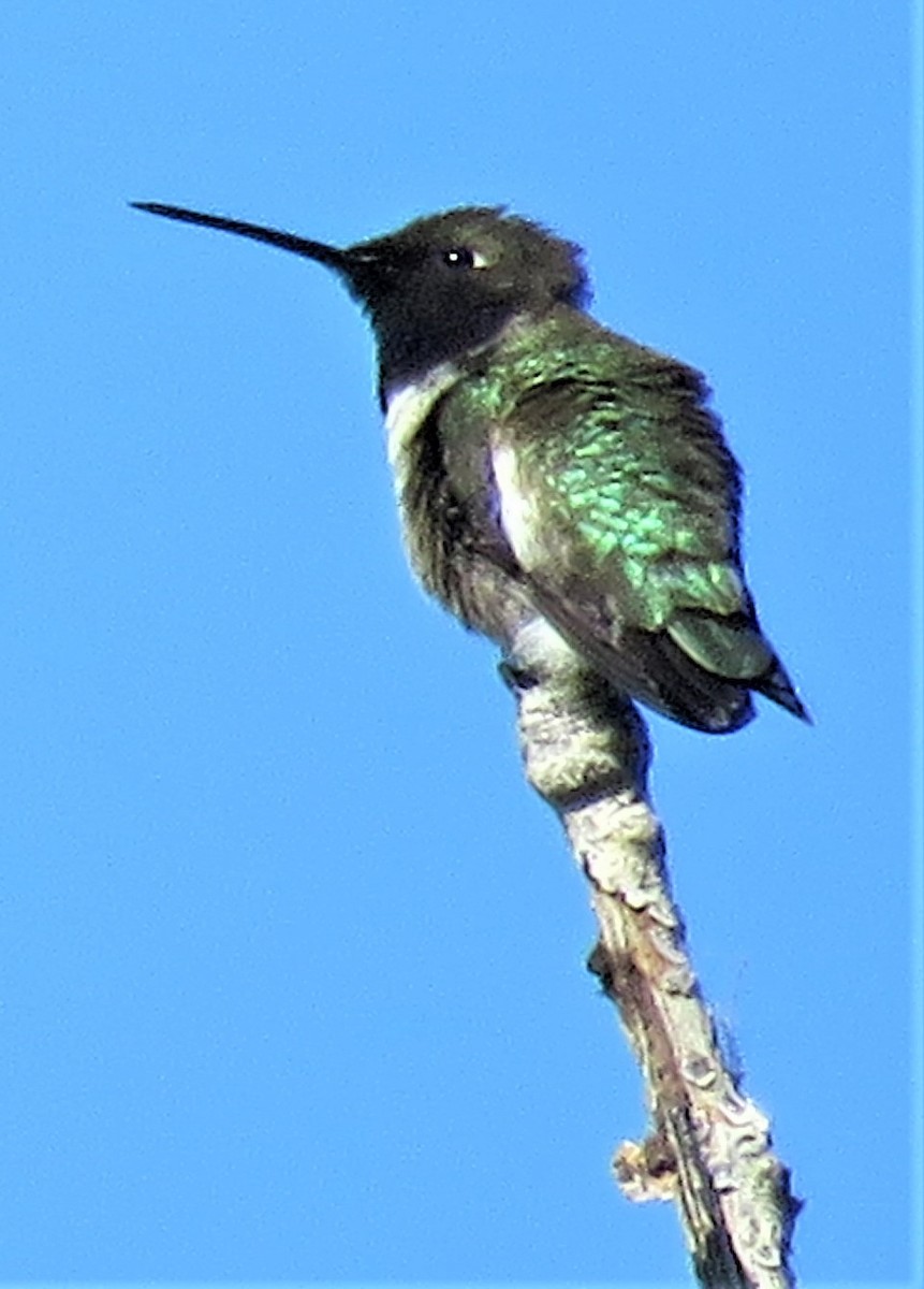 Broad-tailed Hummingbird - ML453370411