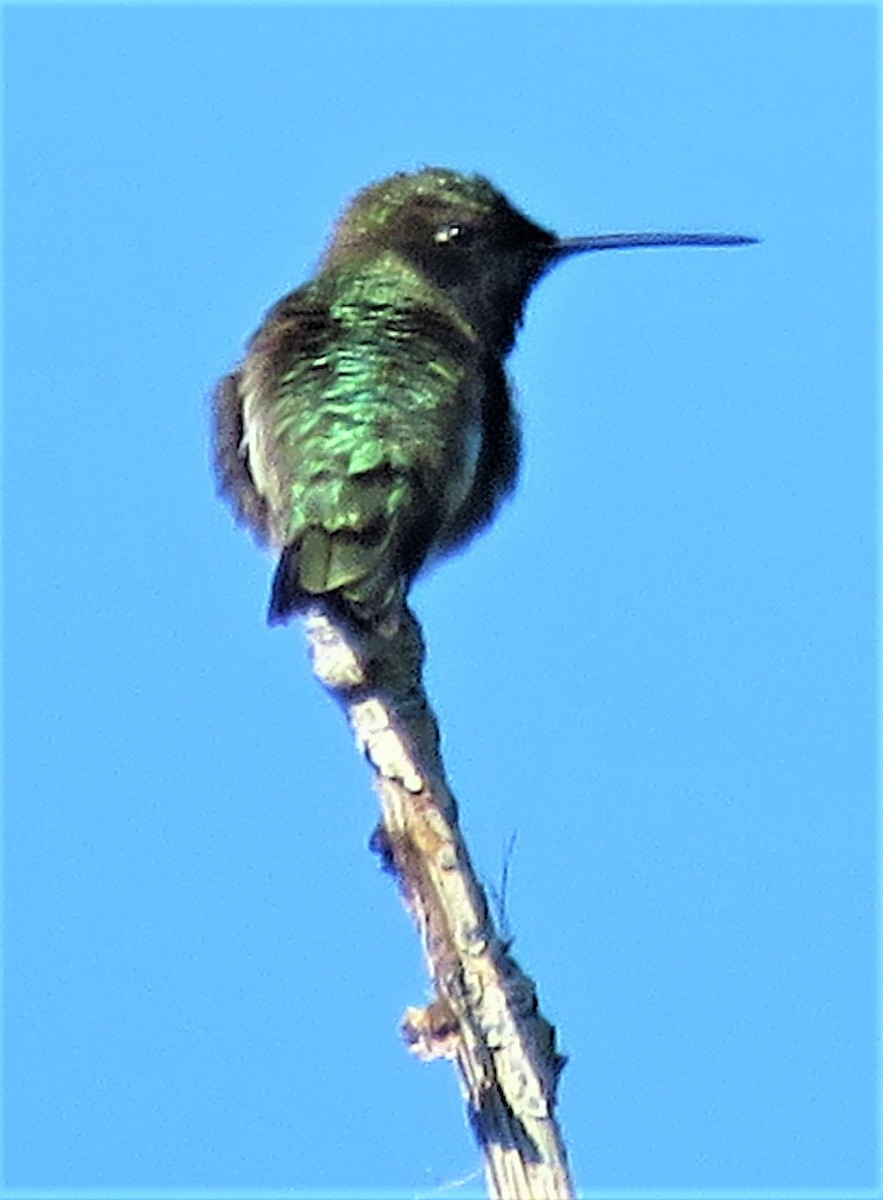 Broad-tailed Hummingbird - ML453370421