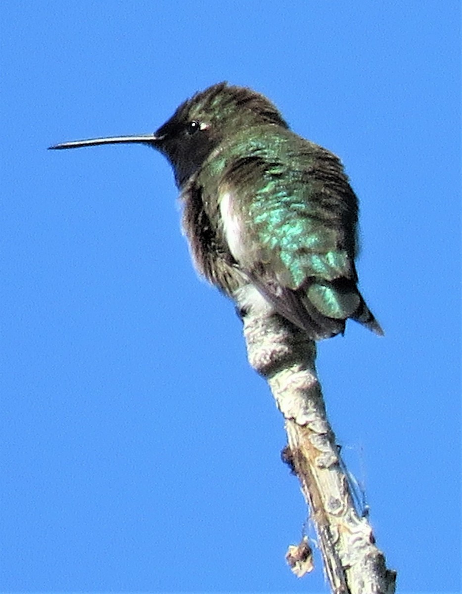 Broad-tailed Hummingbird - ML453370431