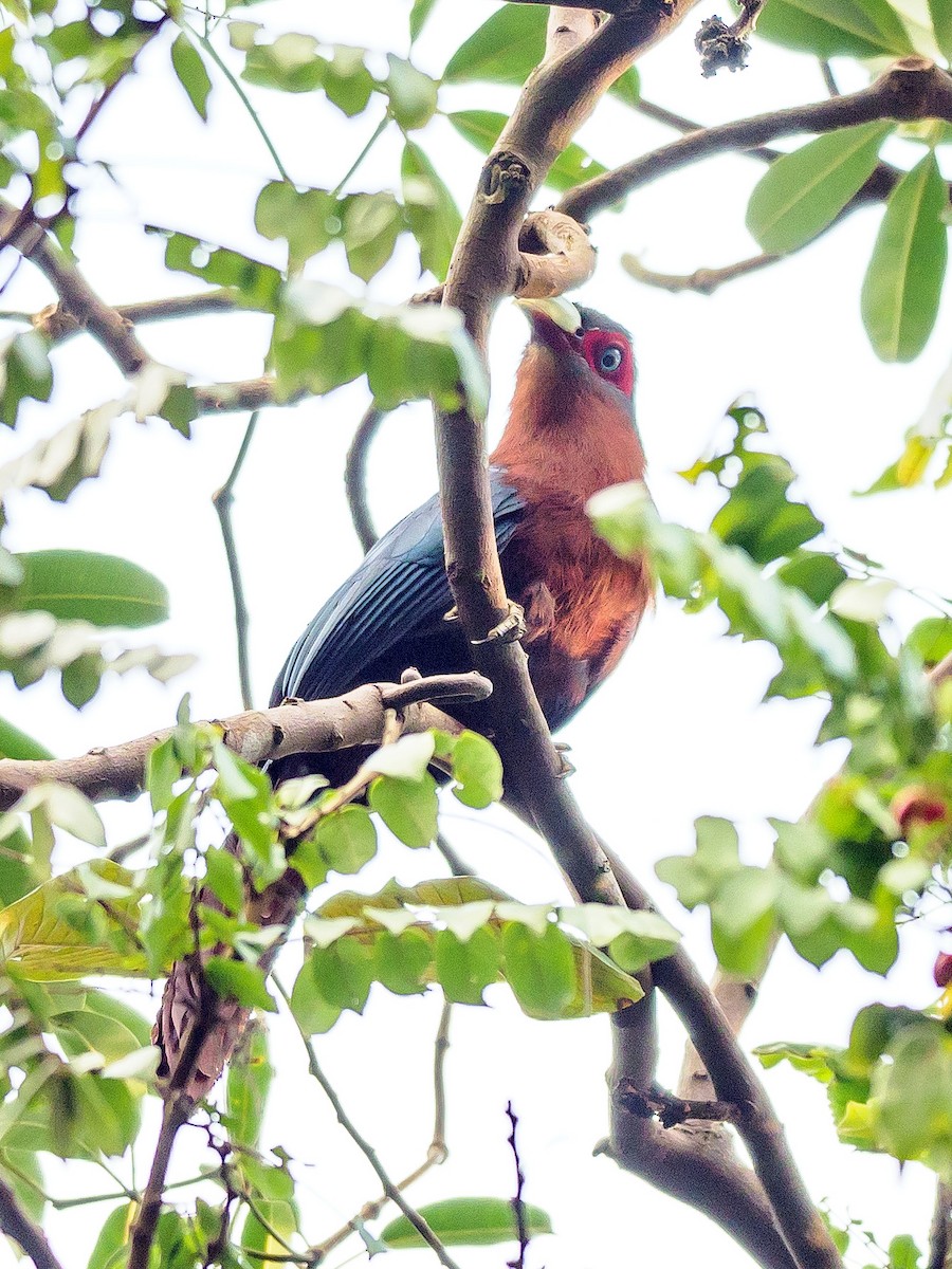 Chestnut-breasted Malkoha - ML453370461