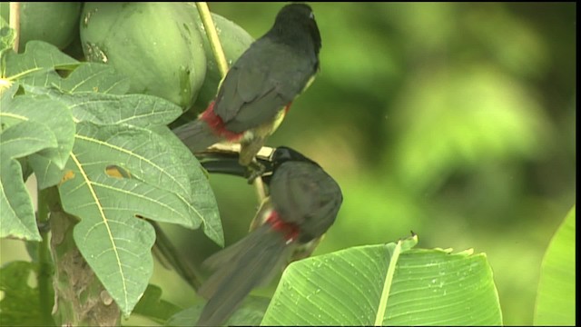 Black-necked Aracari - ML453371