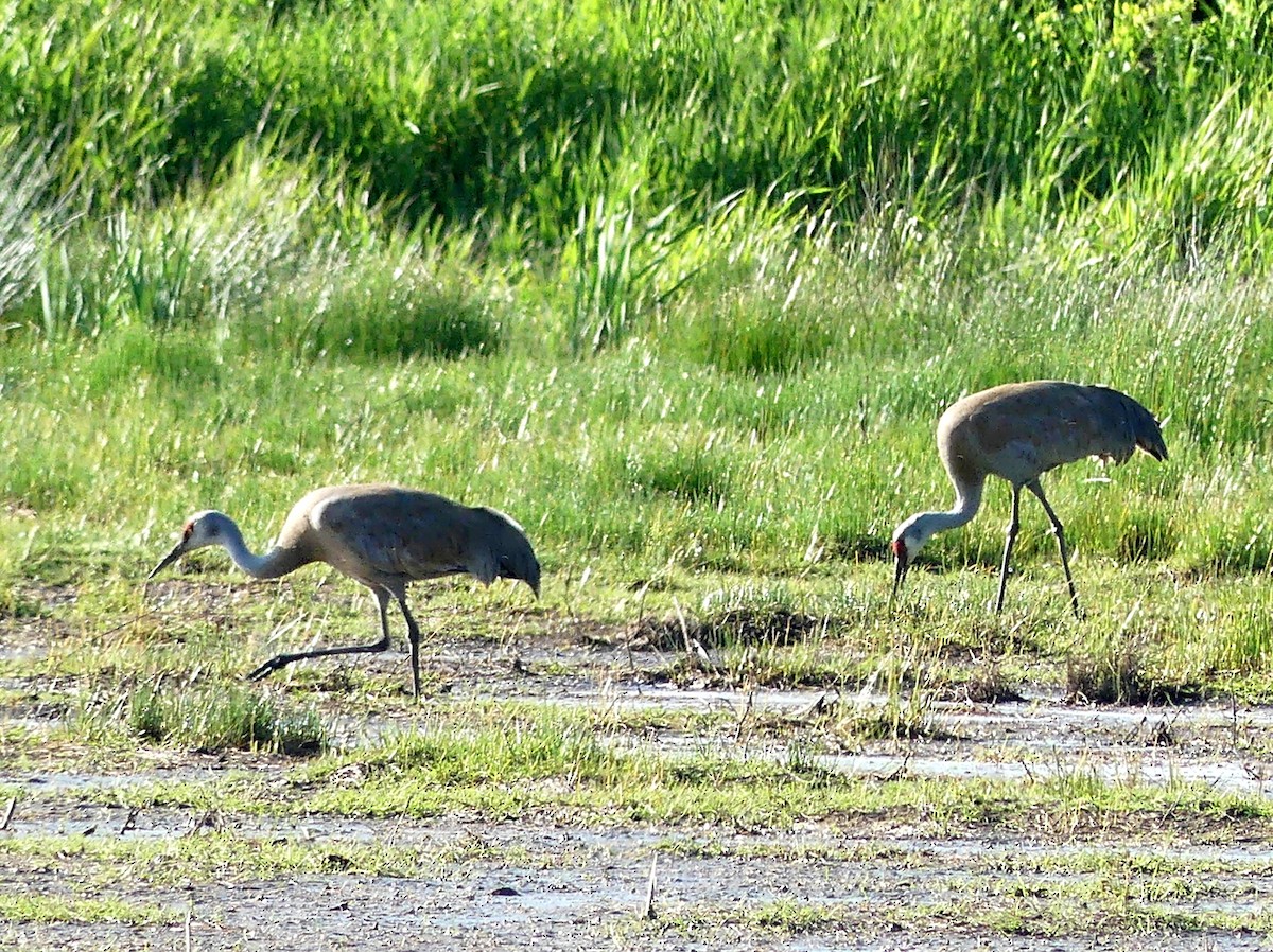 Sandhill Crane - ML453371041